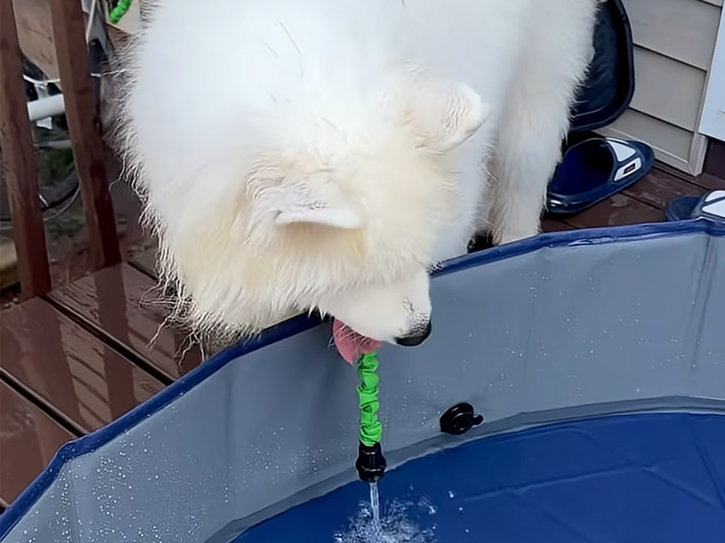 涼しい水遊びに挑戦したいけれど… 優柔不断すぎるサモエド犬さんの可愛い迷い顔