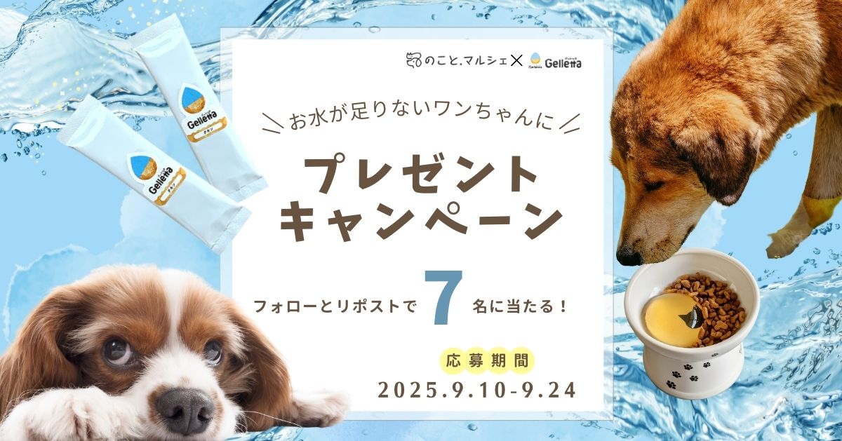 いぬのこと。キャンペーン