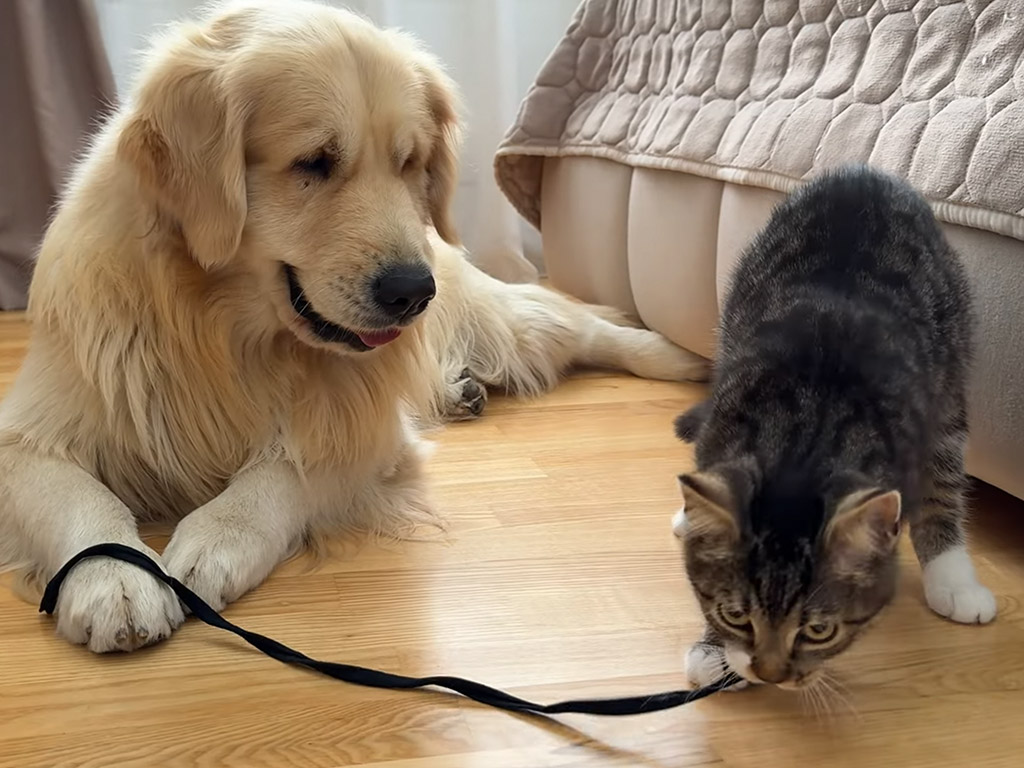 「負けないぞ！」子猫とゴールデンレトリバーの綱引き対決が可愛すぎる