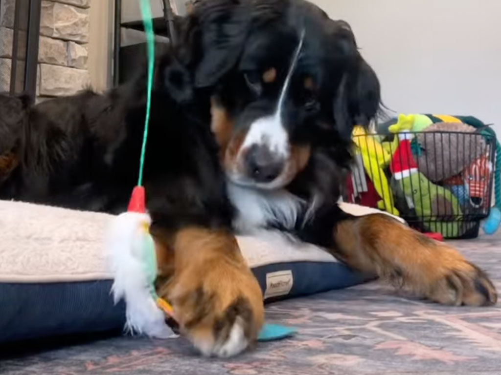 どう見ても猫です! 箱と猫じゃらしに夢中な犬さん