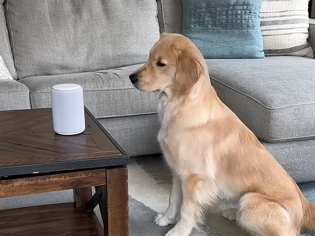 なんて素直で可愛い反応！ 曲の歌詞を聞いていた犬さんが…