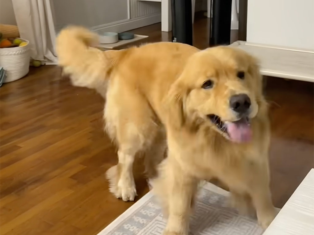 しっぽ追いかけスピンサイクル! テンションMAXなゴールデンレトリバーさん