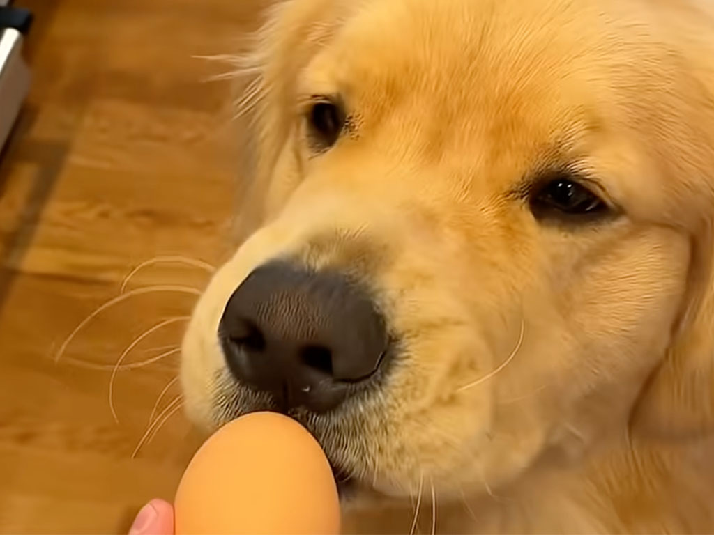 犬さんに卵を渡したらどうなる? 即破壊かと思いきや→予想外の“母性モード”にほっこり♡