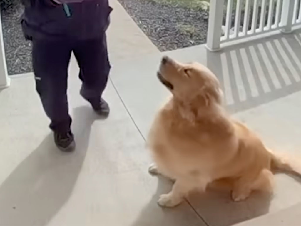ゴールデンレトリバーが番犬になれない理由が可愛すぎ! 見知らぬ人を全力でお出迎え