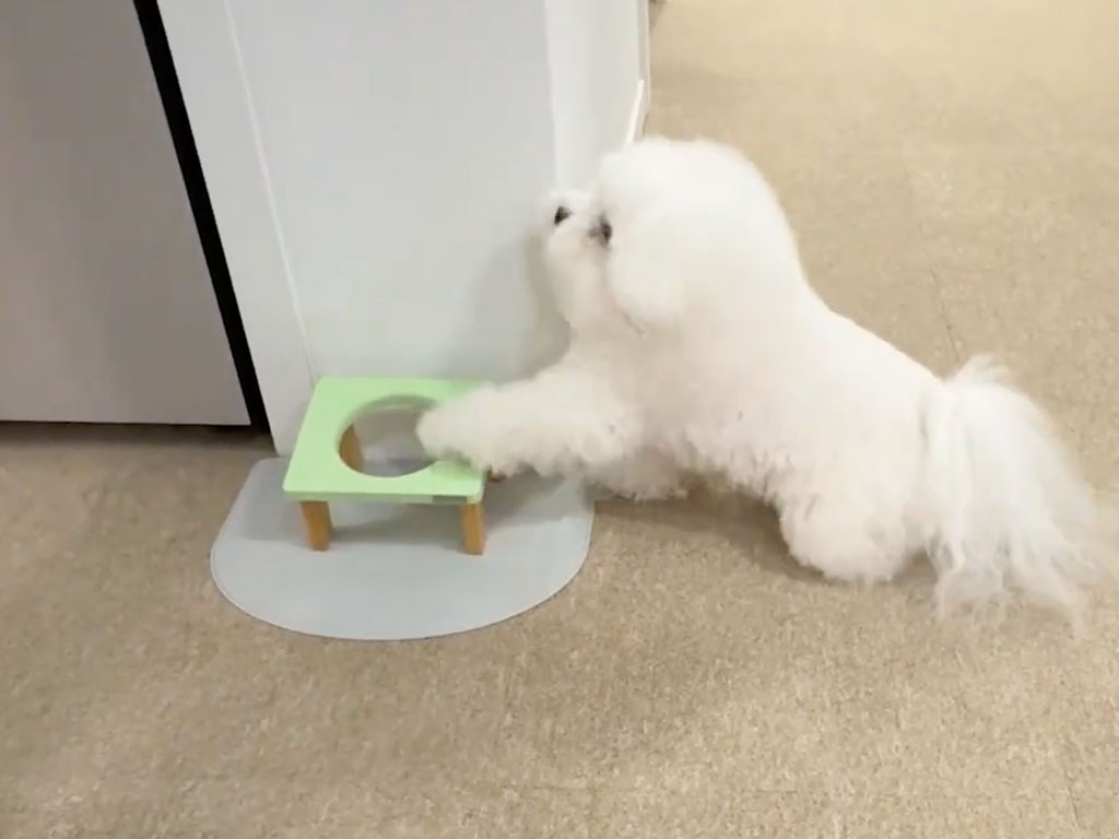 「この子のはここね!」配膳を手伝う犬さんの働きぶりが可愛すぎる