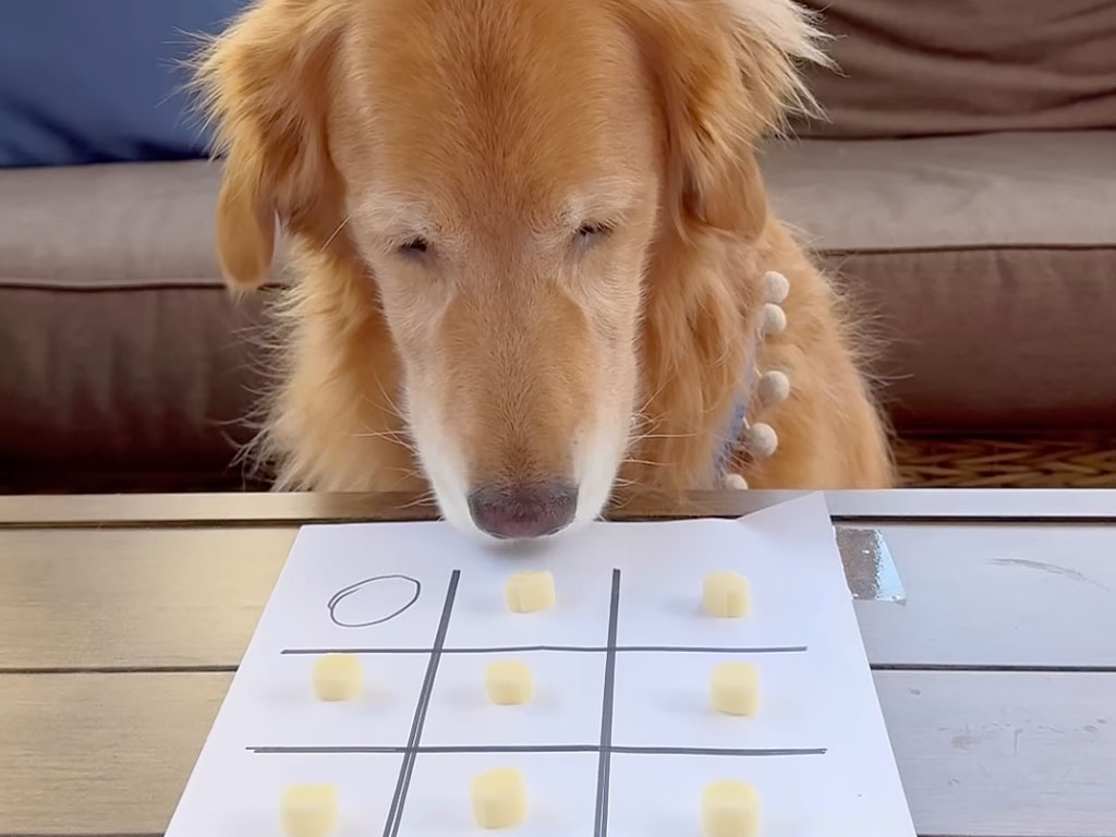 早く負けた方が得!? ○×ゲームでご褒美総取りを狙う賢い犬さん