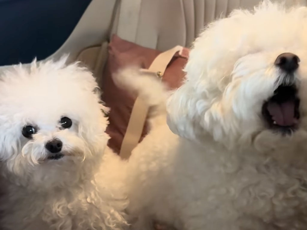 ご機嫌で歌う犬さんの尻尾が止まらない! 後ろの子の反応にほっこり