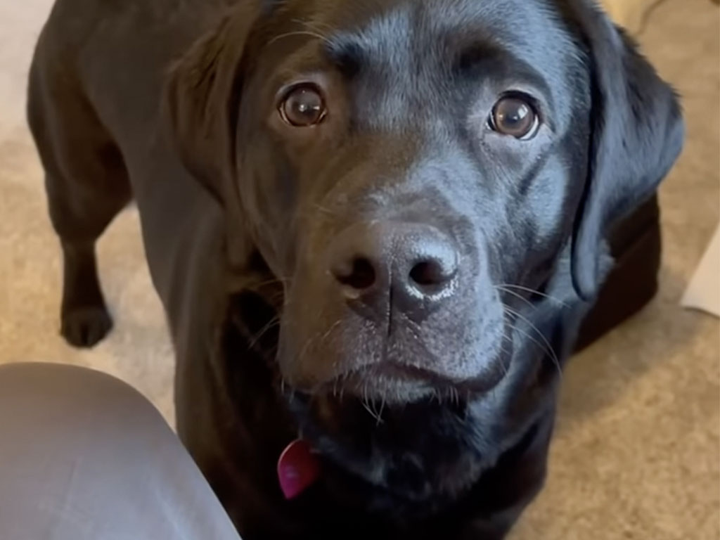 大好きな人の名前を聞いただけで! 全身で喜ぶ犬さんの反応が話題