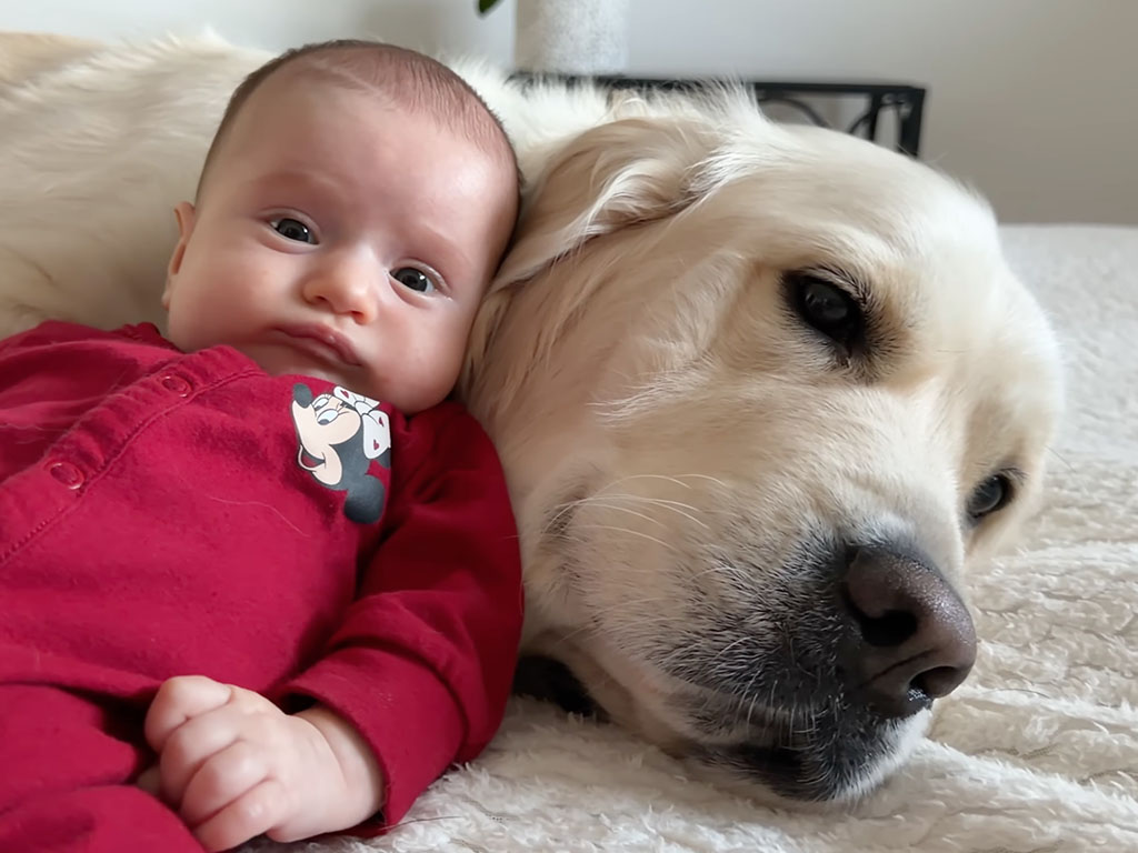 「これ以上ない最高のベッド見つけた!」ふわふわ犬さんのぬくもりがたまらない!