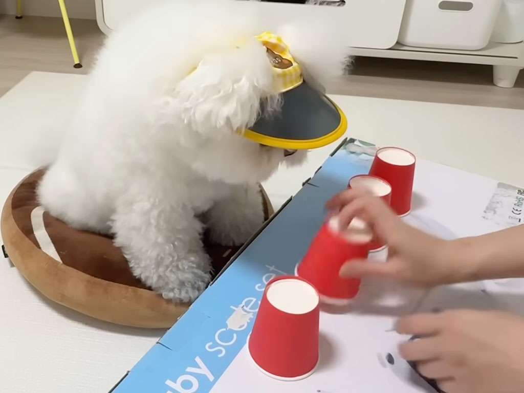 目にも止まらぬシャッフルでも即正解! ゲームで本気を出した犬さんがすごかった