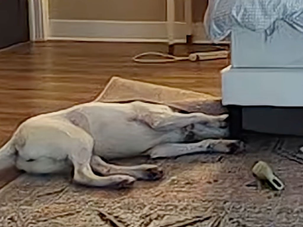 留守番カメラでイラズラをみられた犬さん、まさかの方法で証拠隠滅!?