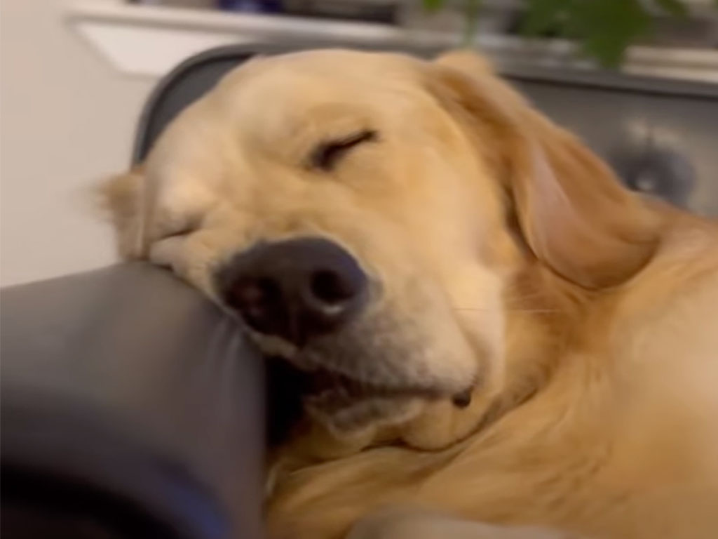 週末の自分を見ているみたい? 会社員のようにぐったり眠る犬さん