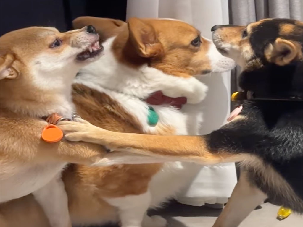 逃げ場ゼロ！犬のにらみ合いに巻き込まれたコーギーの悲劇