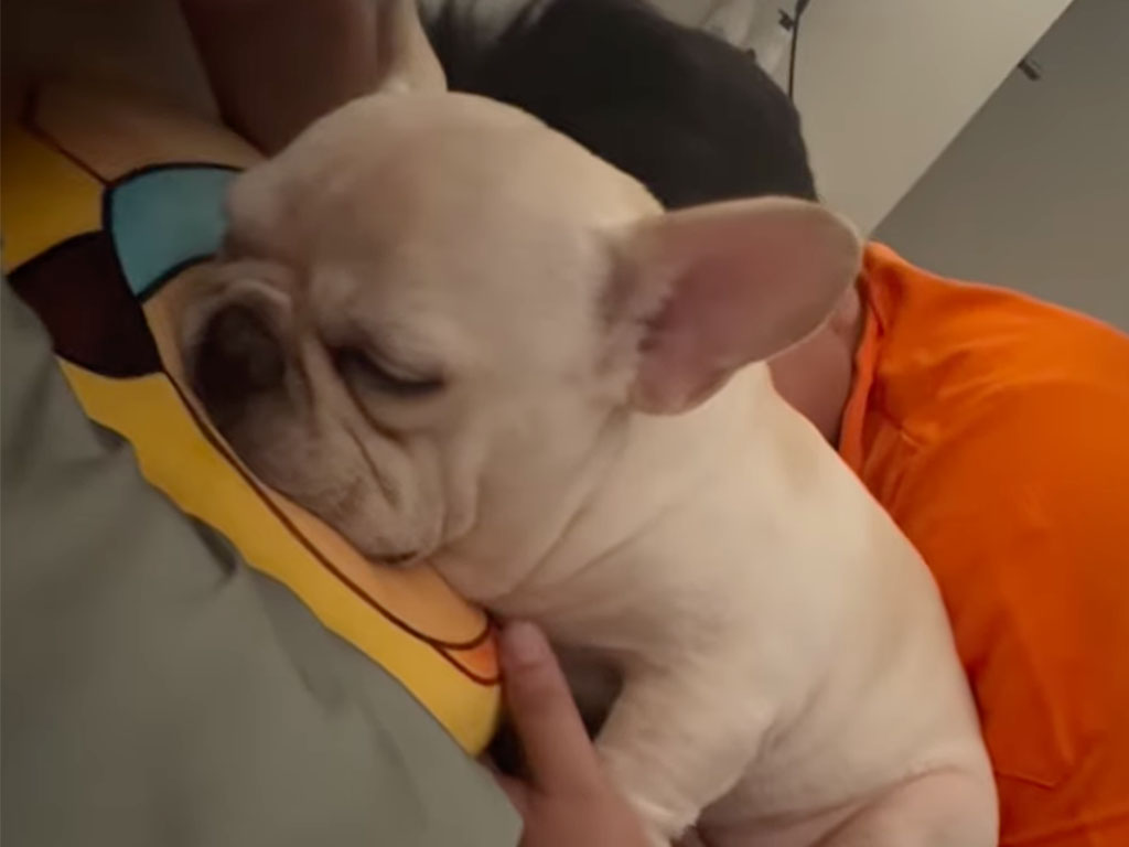 控えめなフレブルさん、飼い主に呼ばれてそばに寄り添う瞬間が尊すぎる