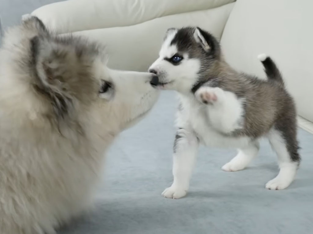 大きすぎる先輩犬にびっくり？  ハスキーの子犬がアラスカン・マラミュートにご挨拶