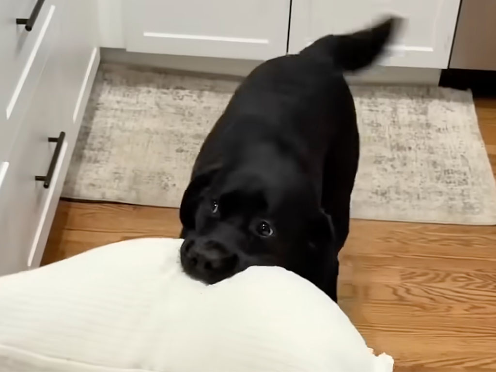 「おはよう!」を枕で表現? 朝から全力ハッピーなラブラドールさんに元気もらえる