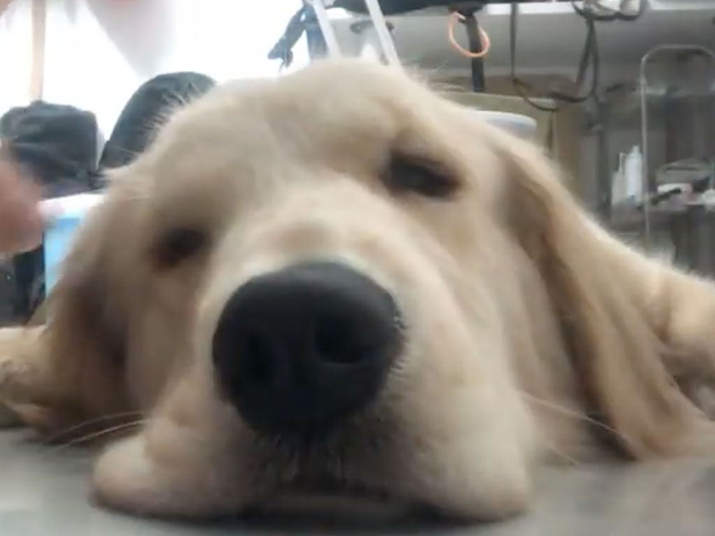 ほっぺを持ち上げてもぺったん。床に張りつく大型犬が可愛すぎる