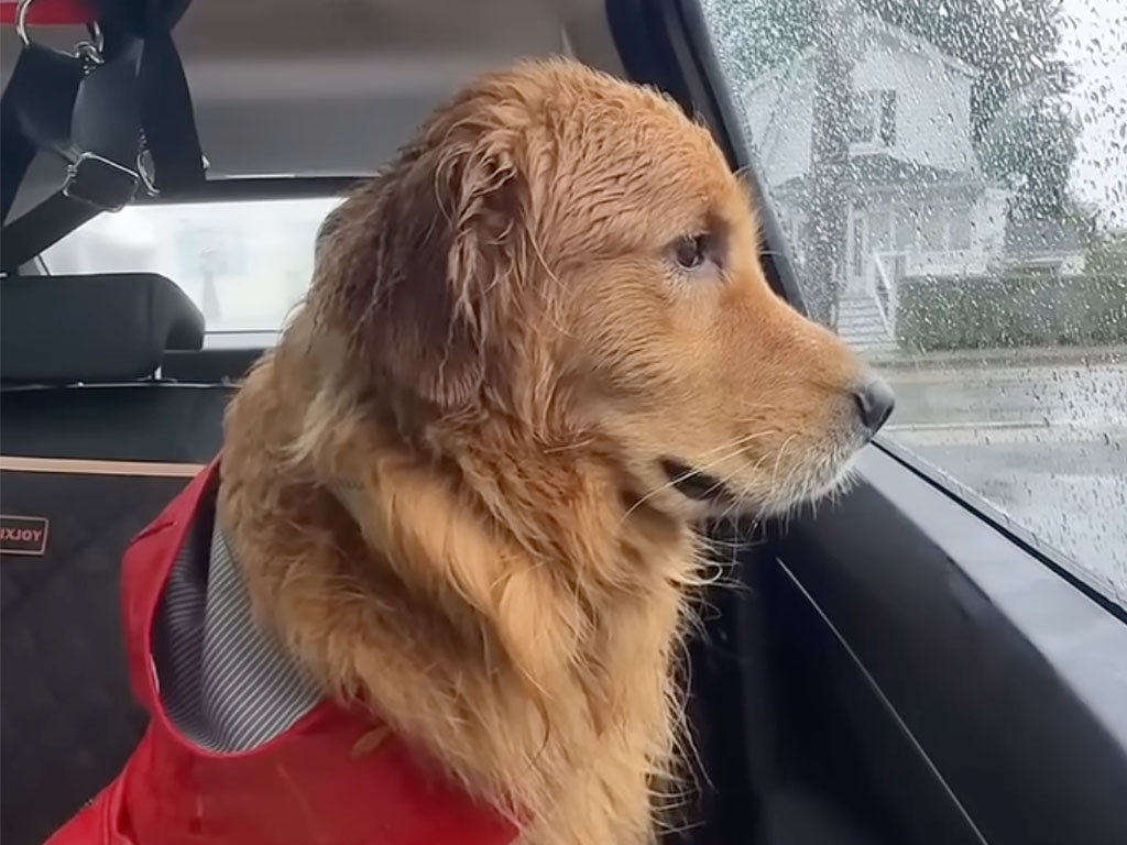 遊ぶ気満々だったのに… 大雨でのお散歩中止にショックを隠せない犬さん