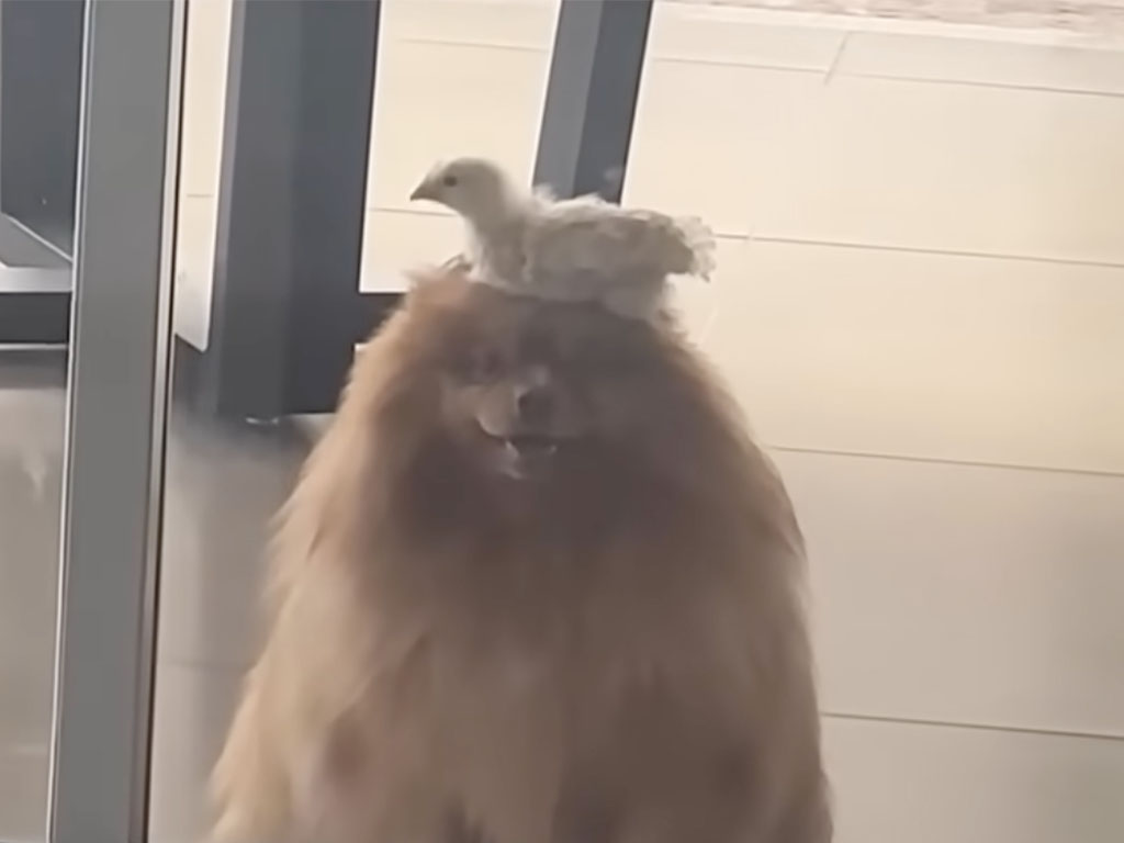 庭で遊んでいた犬、新しい友達を連れて戻ってきた!