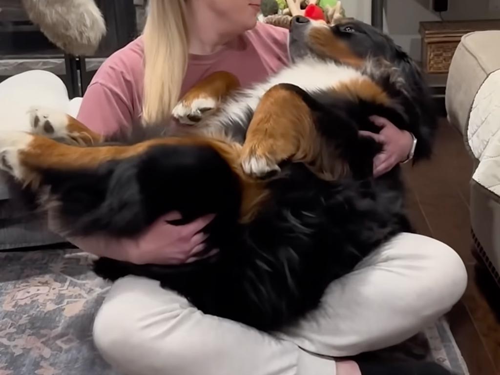 もう大きいけど甘えん坊! 毎晩「だっこ」を待つ元・保護犬さん