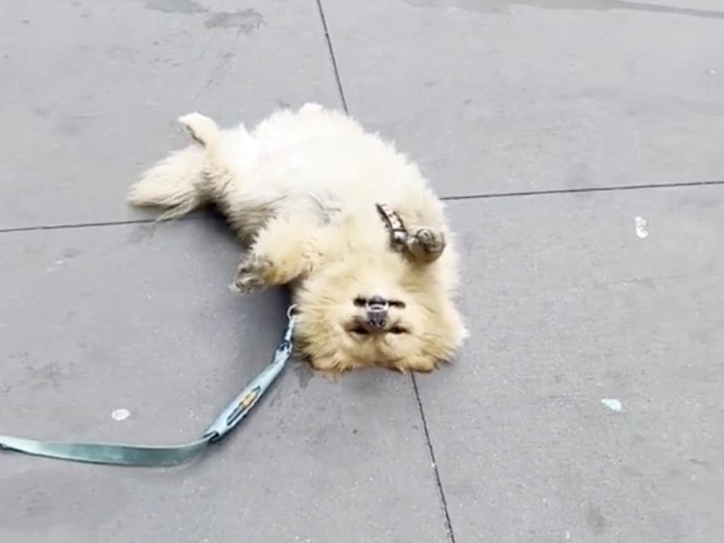道路になにか落ちている！と思ったら、どこでも寝ちゃう犬さんでした。