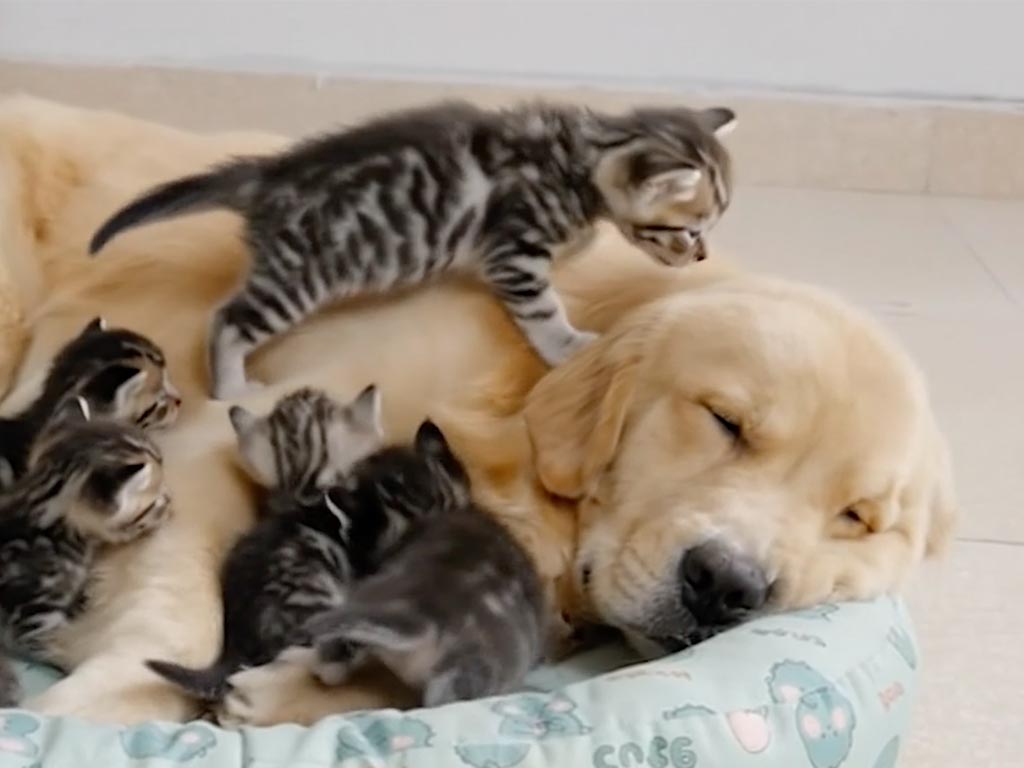 温め役も遊び相手も。猫の親子とずっと一緒にいる優しいゴールデンレトリバー