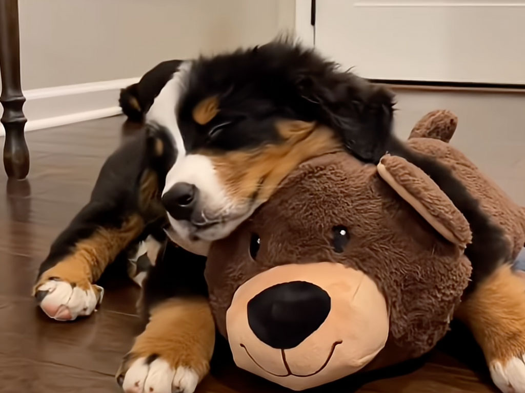 クマのぬいぐるみと眠りたい子犬、抱きしめづらくても前足で頑張って離さない!