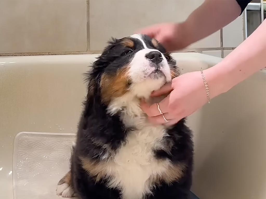 なにが始まるかドキドキするー! 初めてのお風呂に挑戦。緊張しながらも頑張る子犬さん