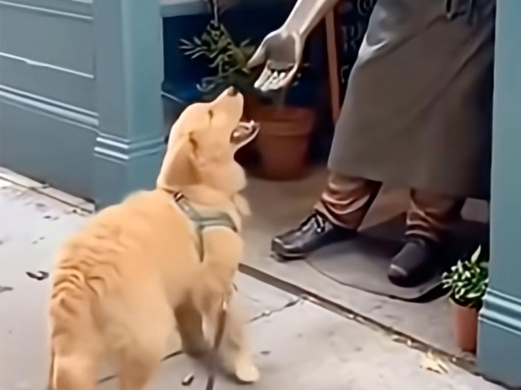 手を差し出す銅像に、「ぽん！」無邪気にお手をする犬さんが可愛すぎる！