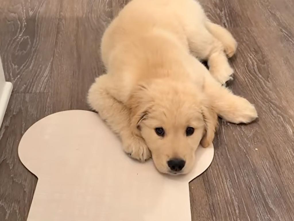 「お腹すいたよぅ」と訴える子犬さん→実は食べ終わった後とは思えないほどの演技でおねだり！