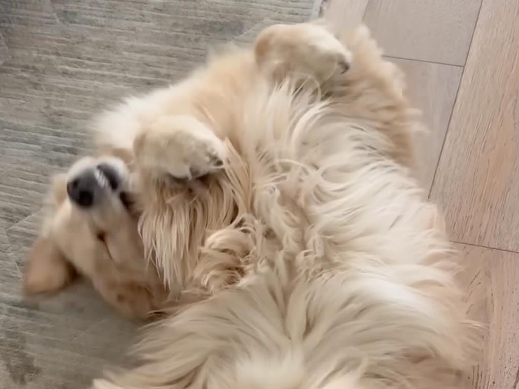 壁をキャンバスにする犬さん? 謎の動きから生まれたシュールな足跡アート