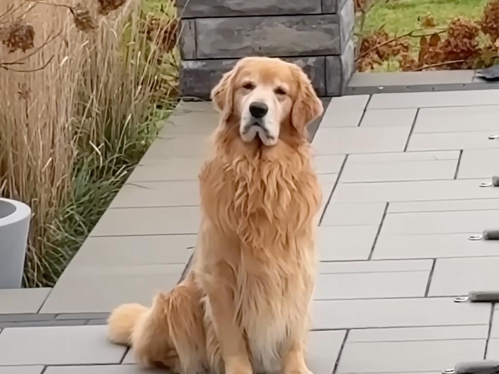 【プール愛が止まらない】寒空の下で水遊びの時間を待つゴールデンレトリバーさん