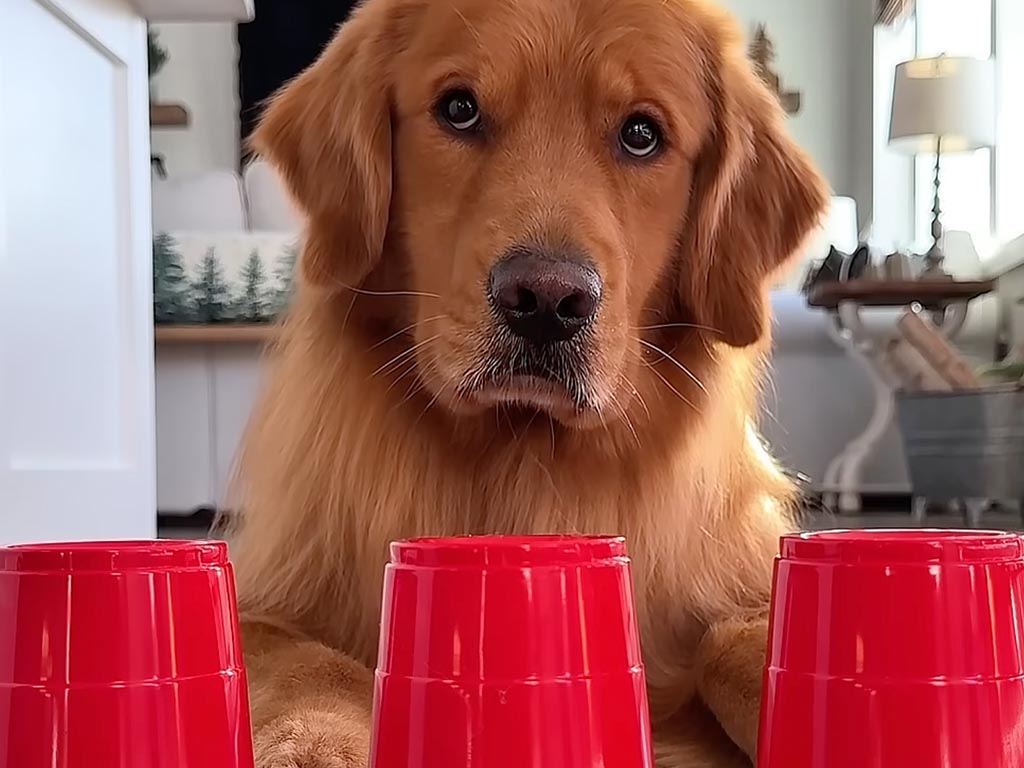 「ボクにはお見通しだワン!」おやつを隠したカップを当てる犬さん。その意外な探し方が賢くて可愛すぎる