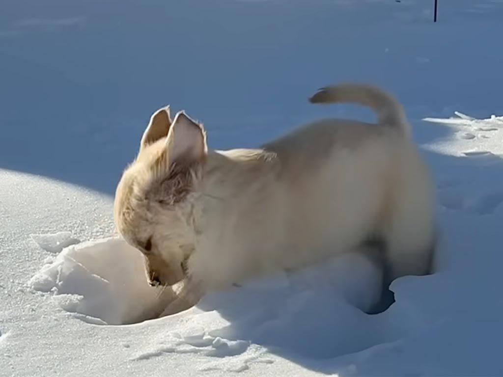 トイレ練習のはずが雪遊びに夢中！ 何度も外に出て、大はしゃぎの犬さんたち