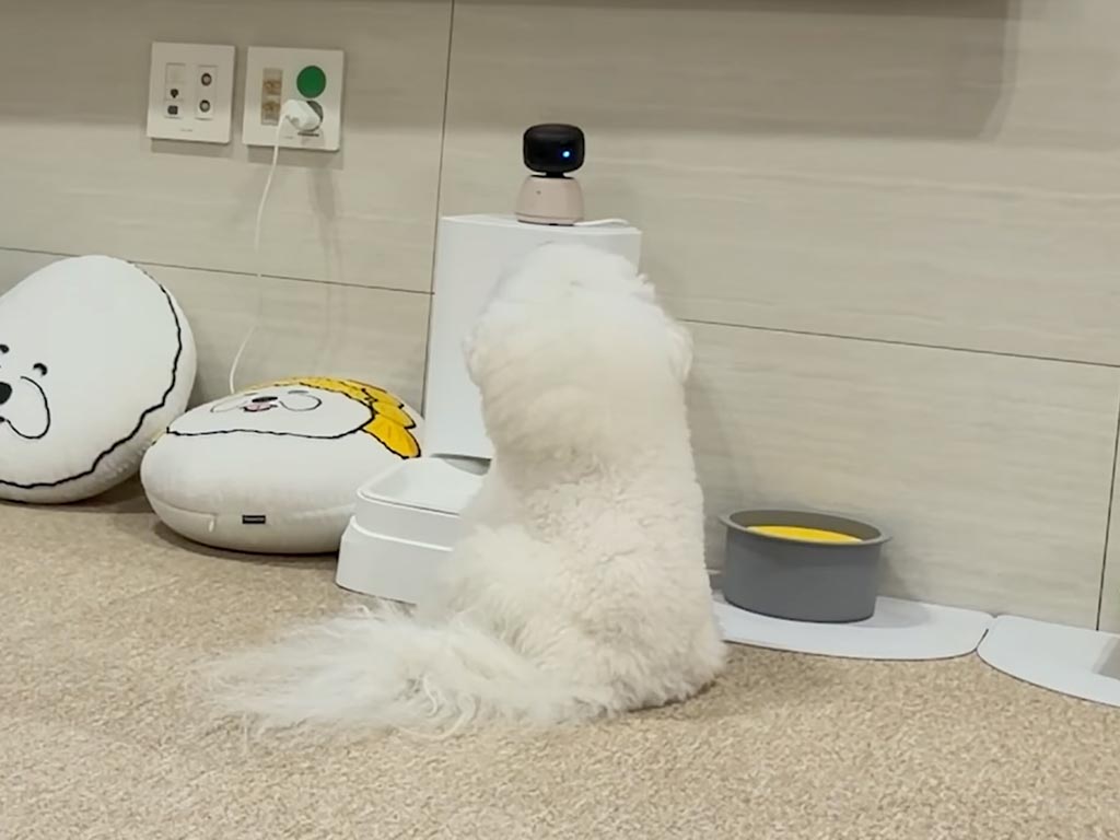 楽しさが数倍にも？ 「犬に見える色で描かれたアニメ」に夢中なビションフリーゼさん