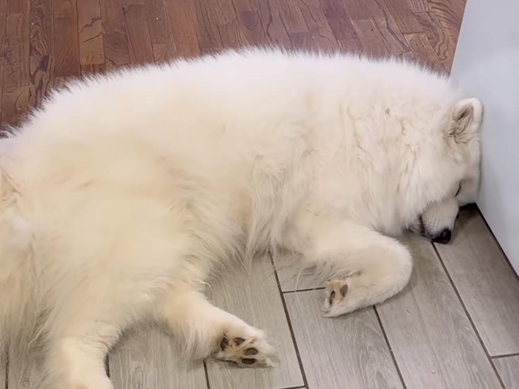 サモエドさんがモフモフの「通せんぼ」!幸せそうな寝顔に飼い主さんも完敗