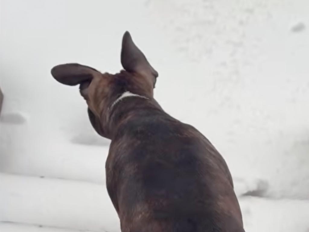 ワクワクしたけど寒かった。初めて雪を見た犬さんの反応が素直でいい