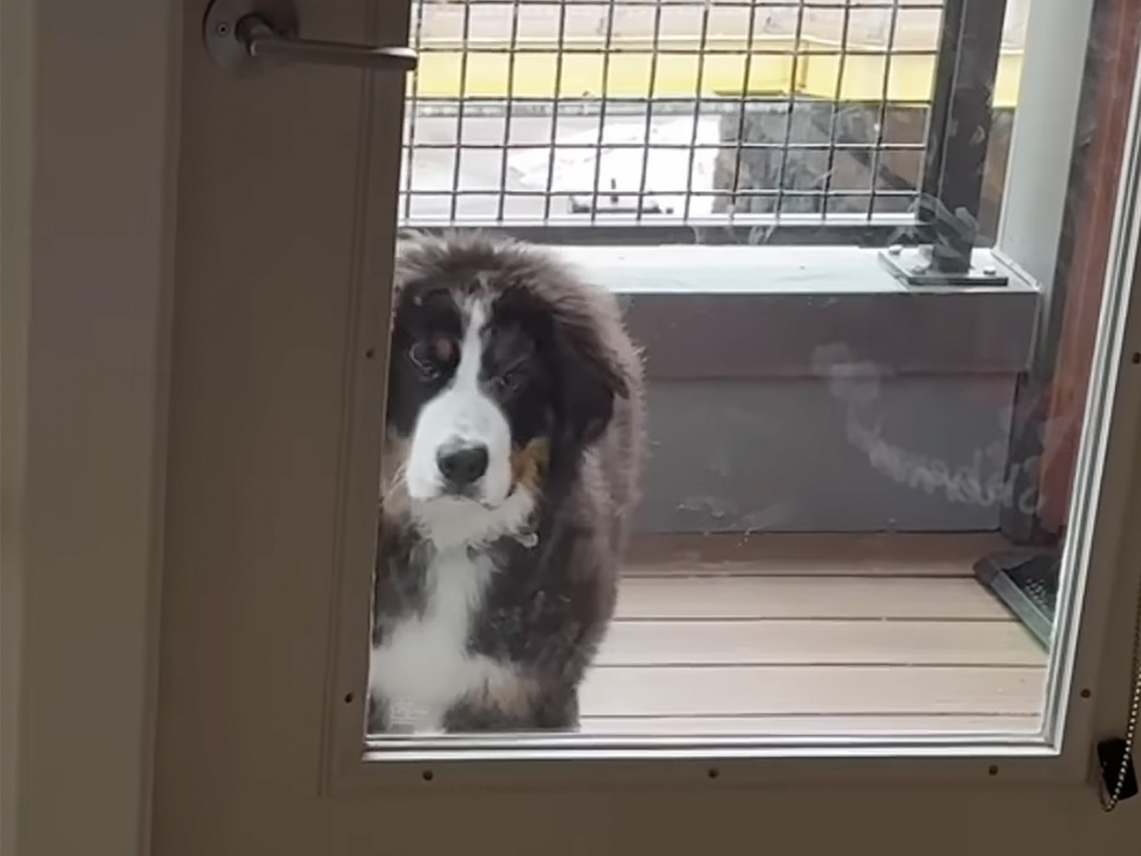 「ボクじゃないワン…」鏡を割って気まずそうにフリーズする子犬