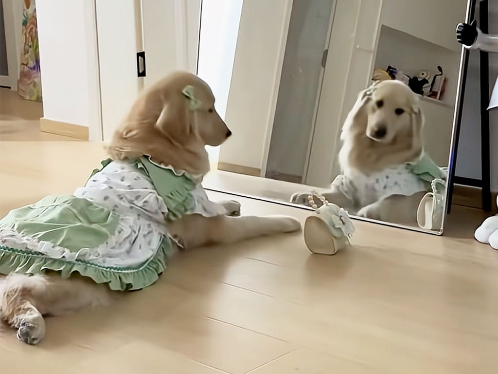 【モデル気分】鏡の前でポーズ！お洋服とバッグでキメるおしゃれな犬さん