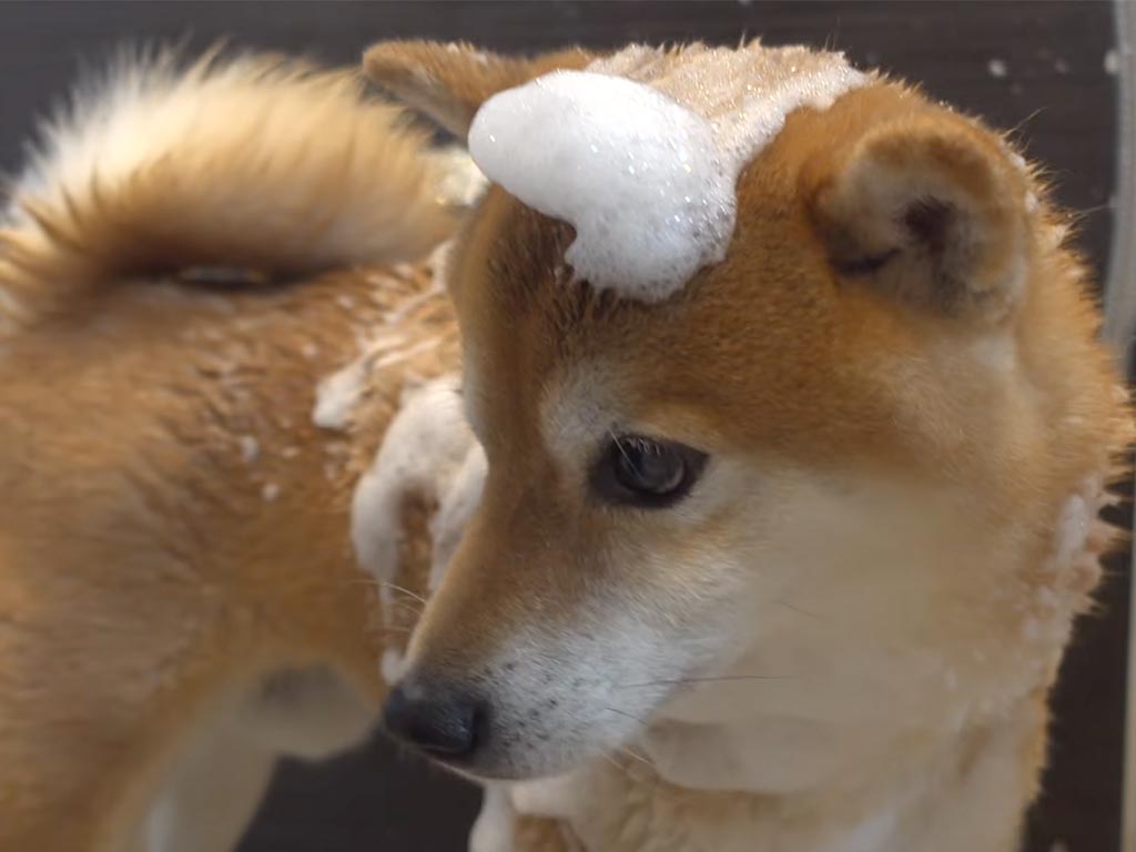 【お風呂大作戦】苦手なシャワーもクリア！ ご褒美を励みに最後までやり遂げた柴犬さん