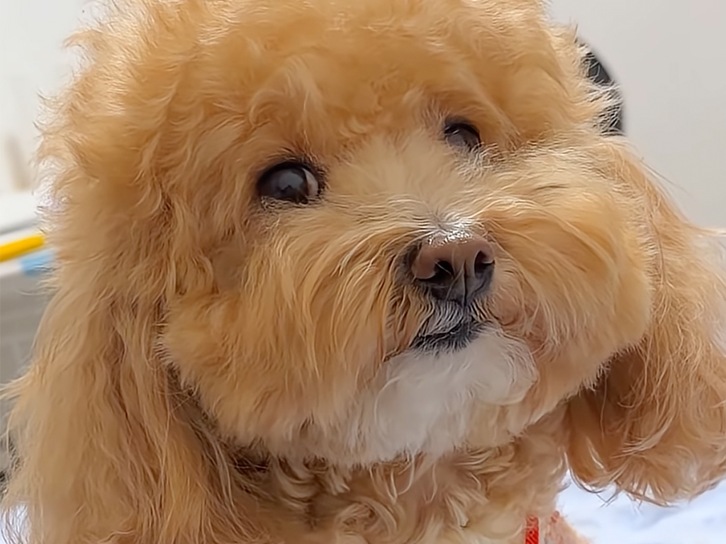 【完全犯罪の微笑み】足音を消して接近、バレずに完食。最後に見せたカメラ目線のドヤ顔