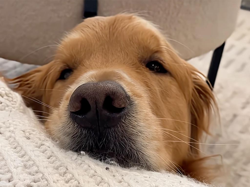 「パパまだかなぁ？」帰宅の3時間前からソワソワ。ゴールデンレトリバーの正直すぎるカウントダウン