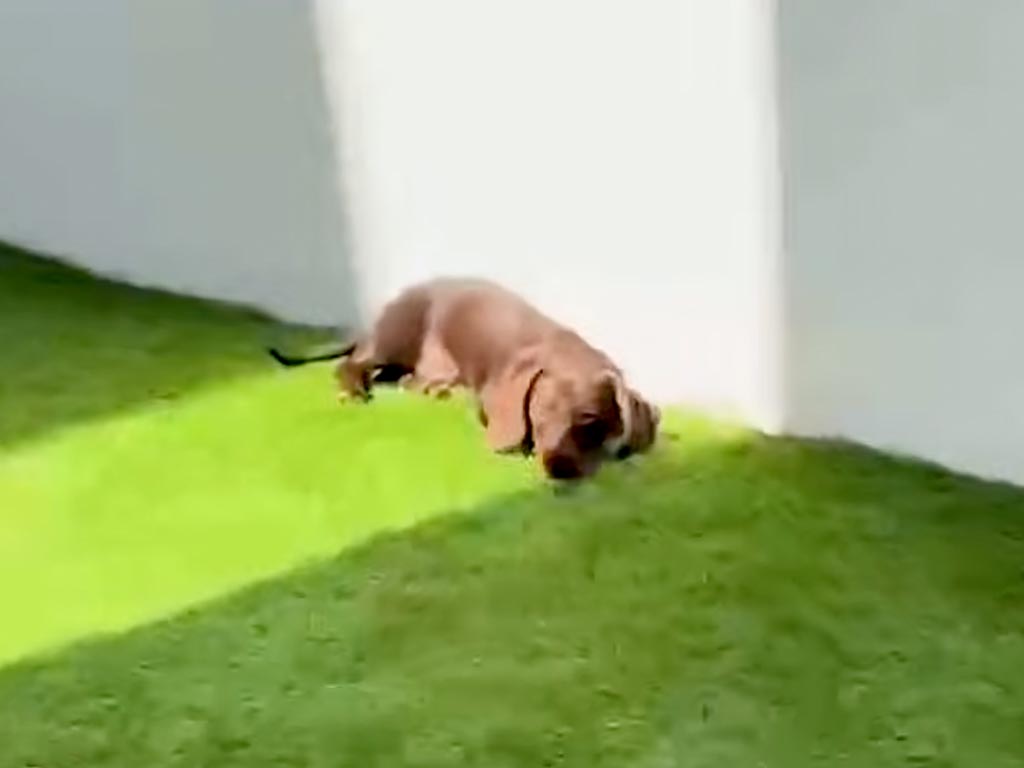 【お日様まっしぐら！】お庭に出た瞬間ダッシュ！自分にぴったりの「ひなた」を見つける犬さん