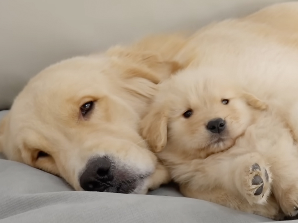 「寂しいだろうから…」と理由をつけて、子犬に添い寝しに行く先輩犬