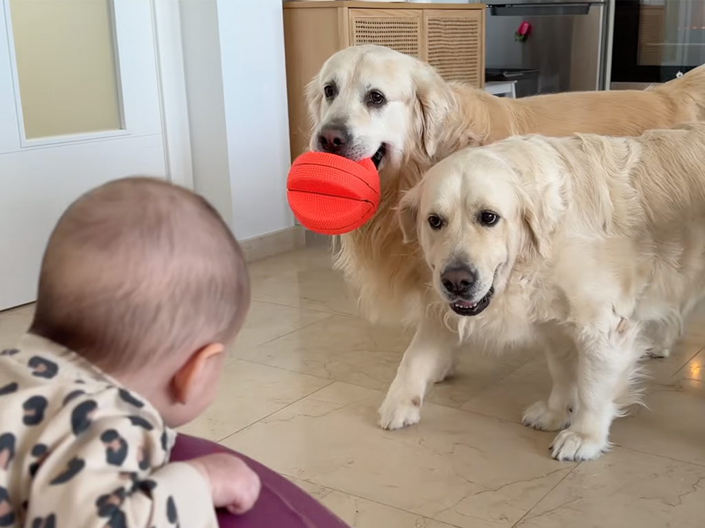 「こっちのボールも楽しいよ！」赤ちゃんを遊びに誘っておしゃべりする犬さんたち