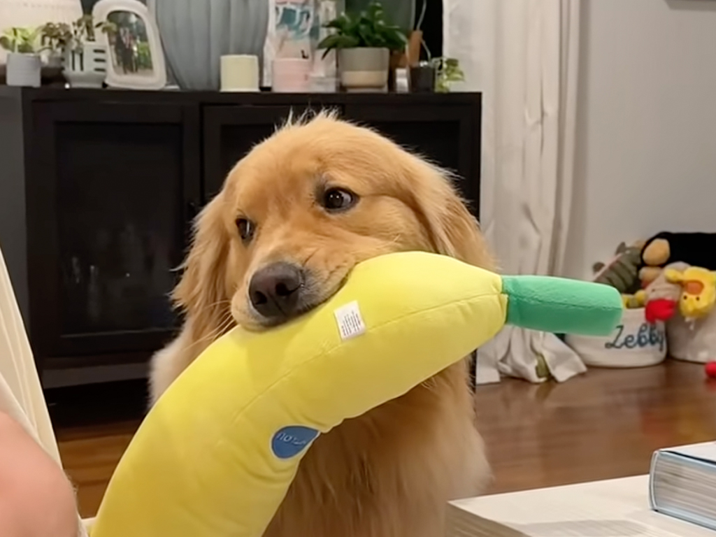 【特大バナナでお誘い】「遊んでくれるまで待ってるワン」健気な犬さんが可愛い