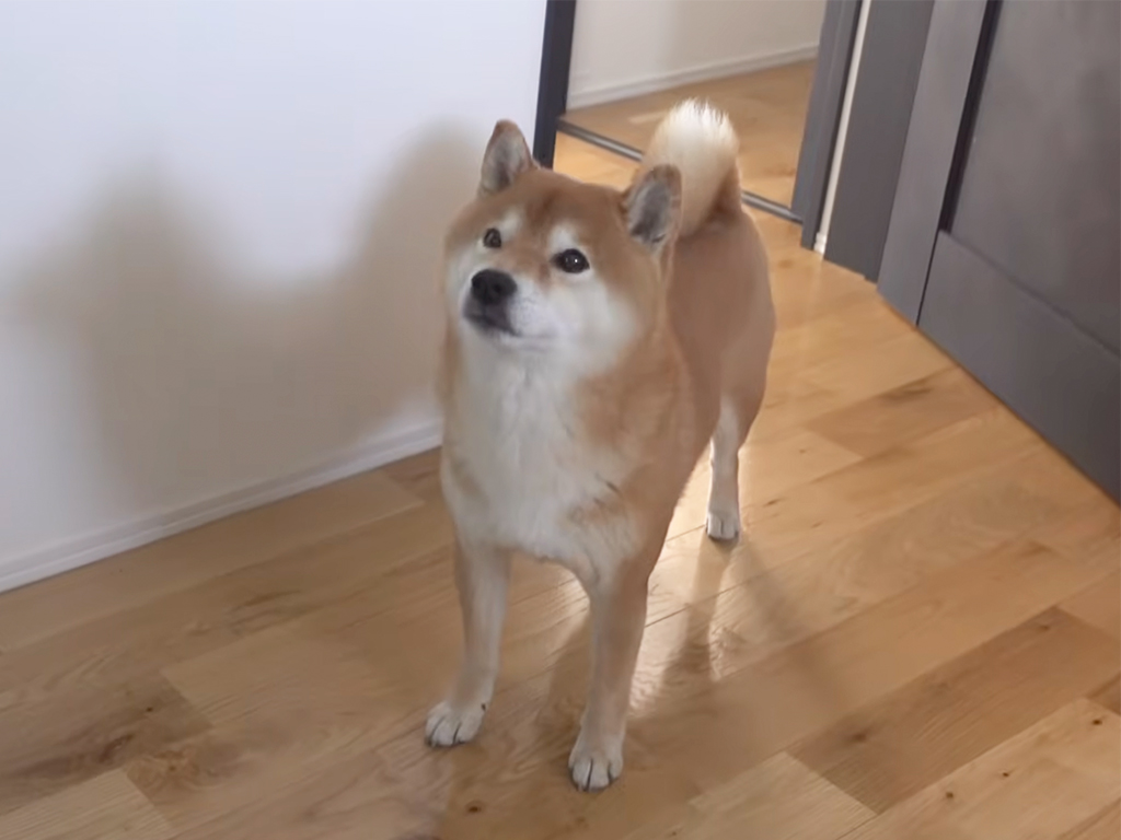 まさに忠犬? トイレの前で必ず待っている理由が可愛すぎた