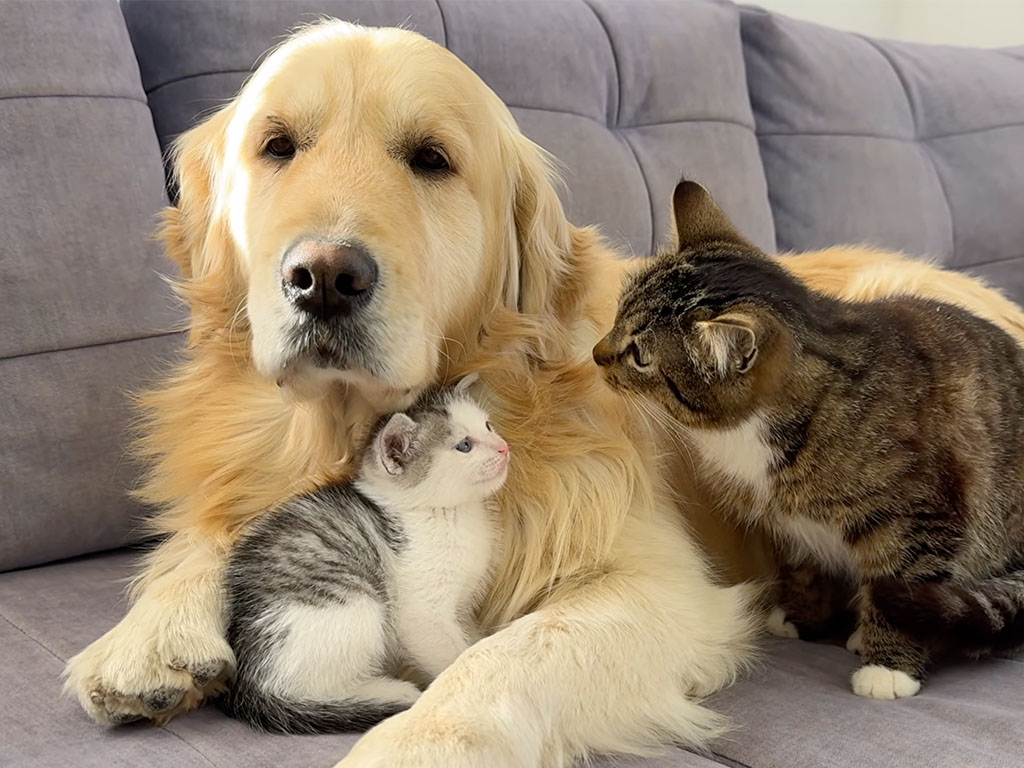 「みんな仲良くしてねー」猫のケンカを仲裁してくれる犬さん