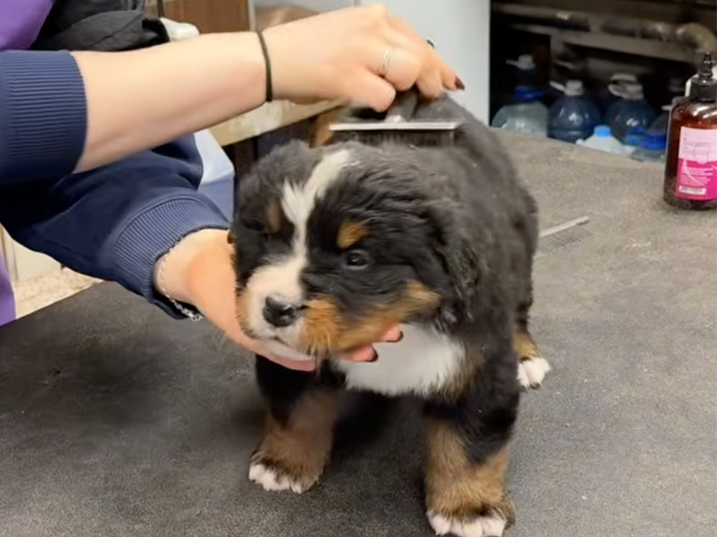 「お風呂は怖くないよ」優しい声掛けに安心してウトウト♡ バーニーズの子犬さんのバスタイム