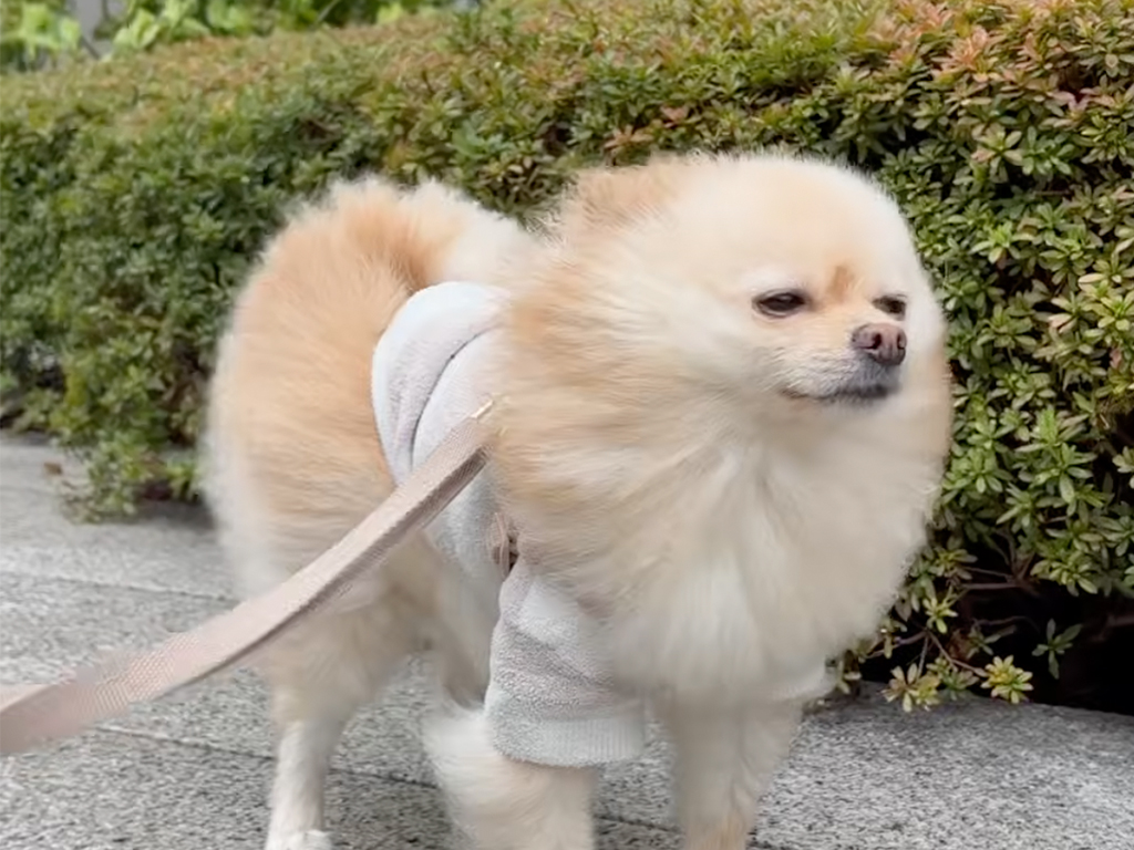 風にふかれてふっわふわ！ かっこよくポーズをきめるポメラニアンさん